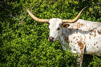Texas Longhorn Headshot