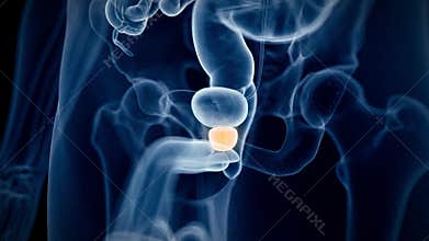 The human prostate