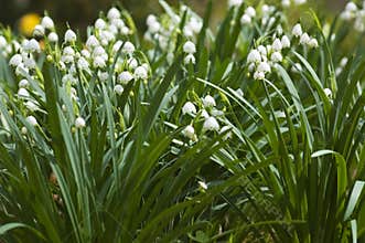 Lily of the Valley