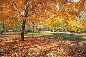 Red maple shows off her colors in indiana