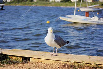 Seagull, Harvey Cedars