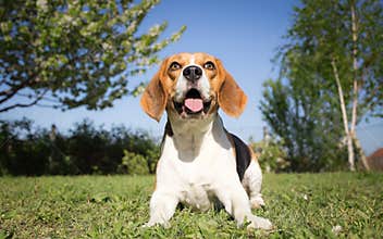 Beagle dog in training process