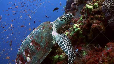 Sea Turtle eating coral on reef slope into sea.