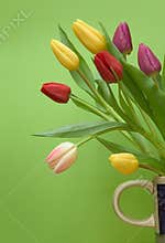 Tulips
