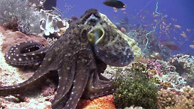 Octopus on the reef looking for your favorite.