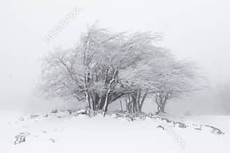 Foggy winter landscape in the forest