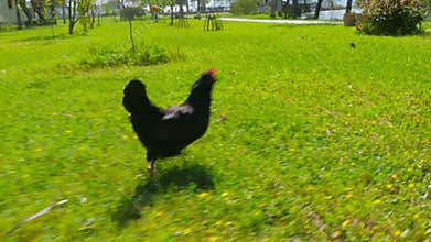 chasing chicken outdoor, funny running following