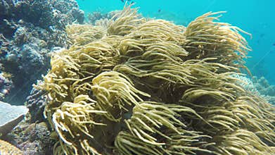 Soft corals in tropical sea