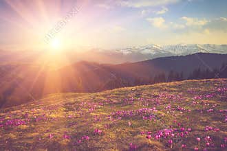 Field of first blooming spring flowers crocus as soon as snow descends on the background of mountains in sunlight.