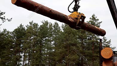 Pine timber logging by forwarder in the forest