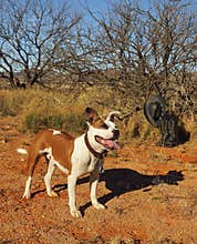 Bulldog cross stands in the desert
