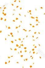 Falling Autumn leaves