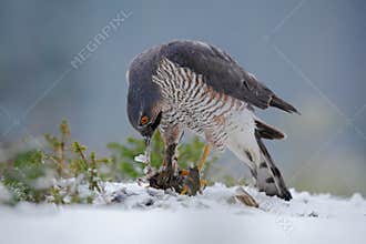 Eurasian sparrowhawk, Accipiter nisus, sitting on snow in the forest with catch little songbird