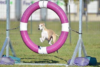 Greyhound at Dog Agility Trial