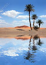 Palm Trees near the Lake in the Sahara Desert