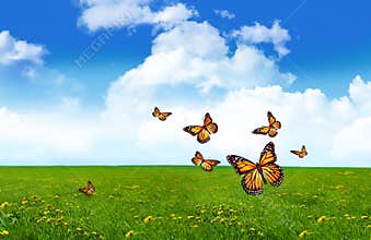 Orange butterflies in a field of grass