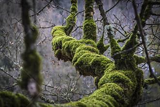 THICK MOSS ON TREE BRANCH