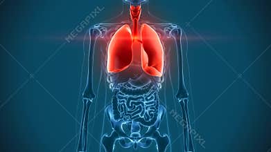 Internal organs - lungs pain