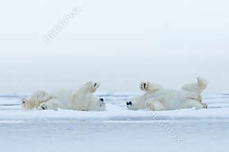 Two Polar bear lying relax on drift ice with snow, white animals in the nature habitat, Canada