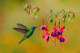 Green hummingbird Green Violet-ear, Colibri thalassinus, flying next to beautiful pink and violet flower, Savegre, Costa Rica