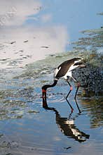 Waterfowl wading in water