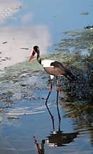 Waterfowl wading in water