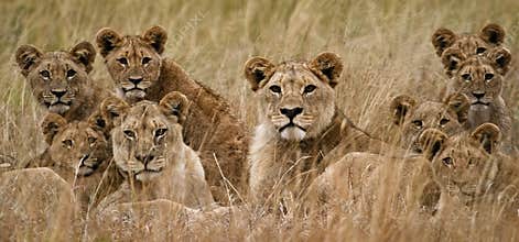 African Lion