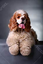 Cocker Spaniel