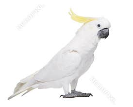 Sulphur-crested Cockatoo - Cacatua galerita