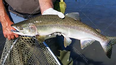 Alaska Man Holding Nice Pink Salmon
