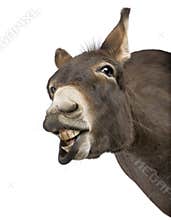 Donkey ( 4 years)