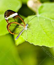 Glasswing butterfly