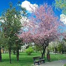 Quite park bench under flowering cherry tree