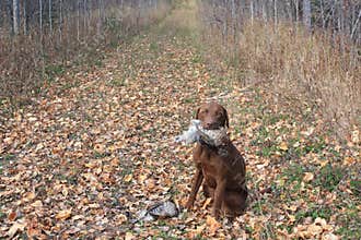 Grouse hunting with dog