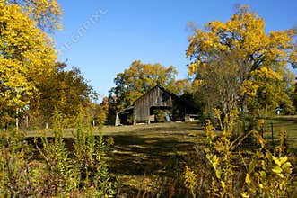 Yellow Fall in Northern Arkansas
