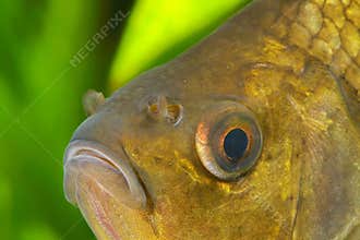 Crucian carp head
