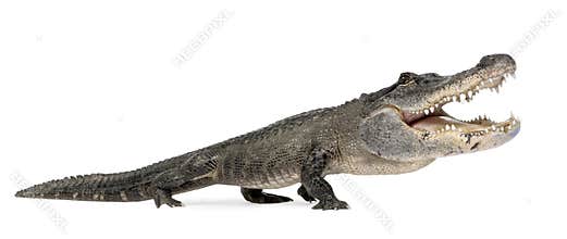 Funny Alligator