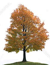 Isolated Big Lone Maple Tree