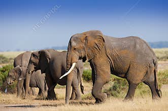 Herd ofelephant in Amboseli National park