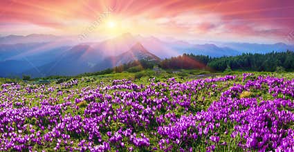 Crocuses in Gorgany