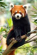 Red panda