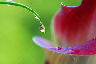 Water droplets on calla