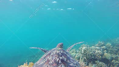 Sea turtle in the tropical sea