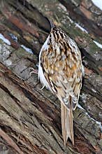 Eurasian treecreeper outdoor certhia familiaris