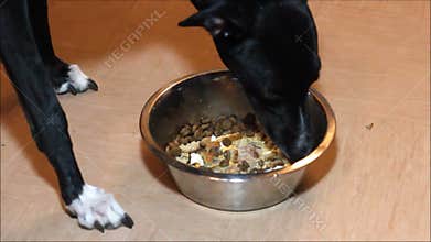 Greyhound dog eating dinner out of a bowl.