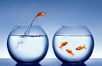Goldfish jumping out of the water