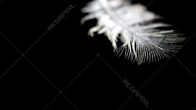 Feather on water