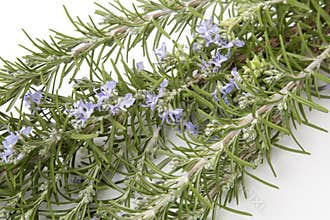 Natural antioxidant rosemary