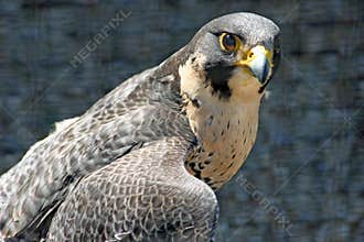 Peregrin Falcon