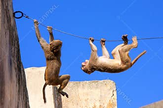 Rhesus macaques playing on a wire near Galta Temple in Jaipur, R